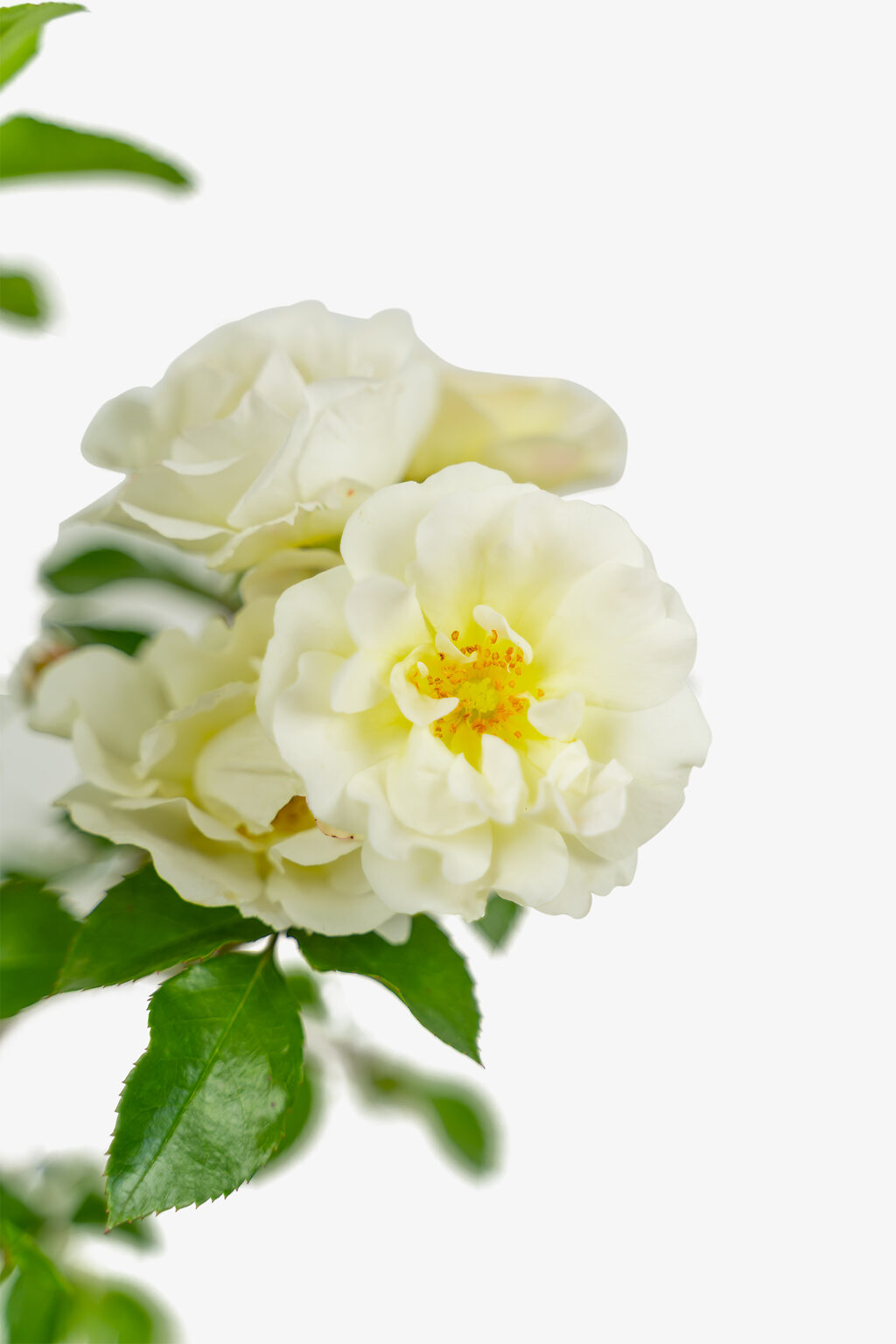 Popcorn Drift Rose Bushes For Sale Online The Tree Center