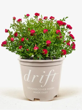 Red Drift® Rose