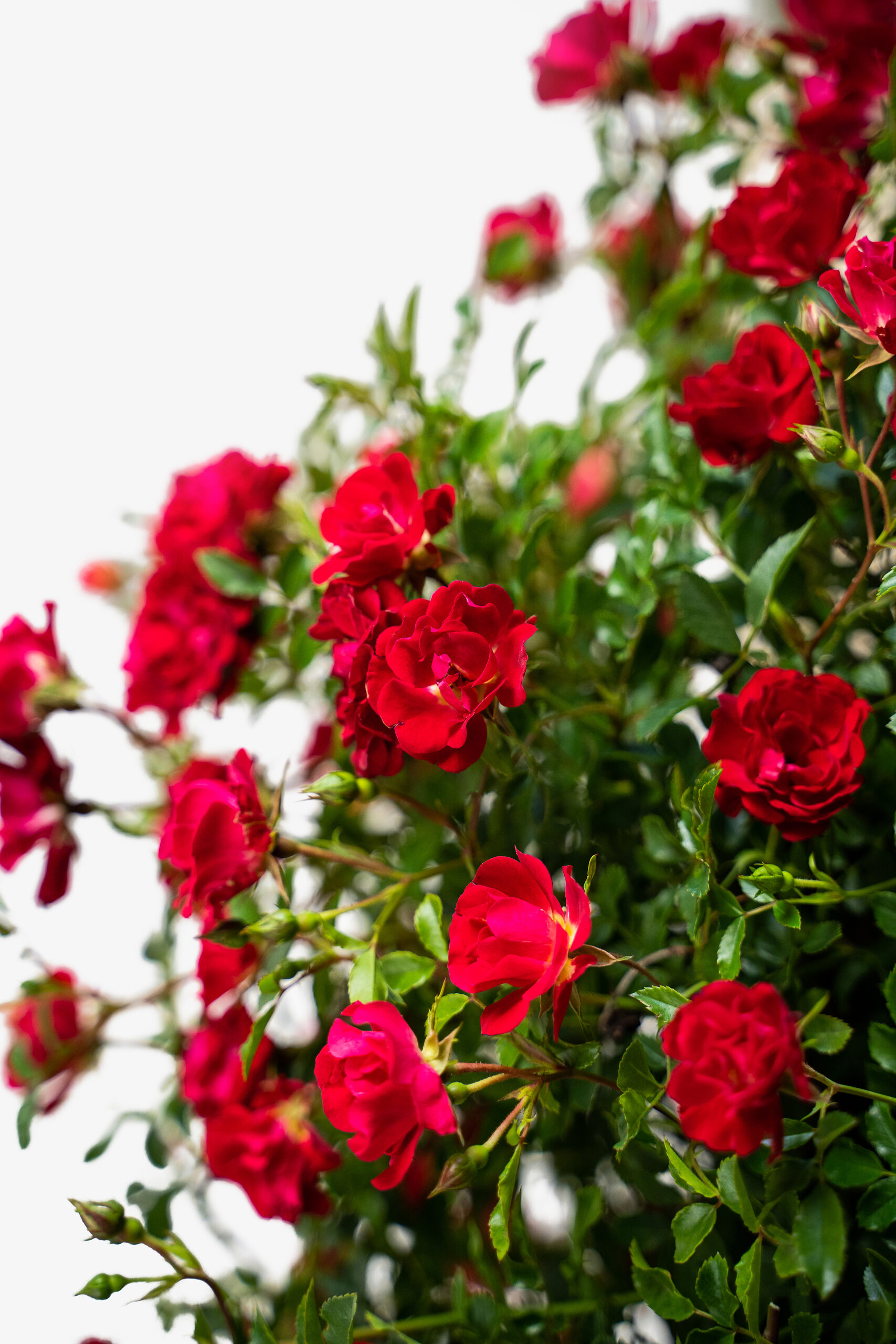 Red Drift Rose Bushes For Sale Online The Tree Center