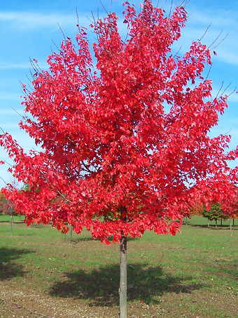 Red Sunset Maple Tree