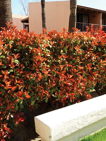 Red Tip Photinia