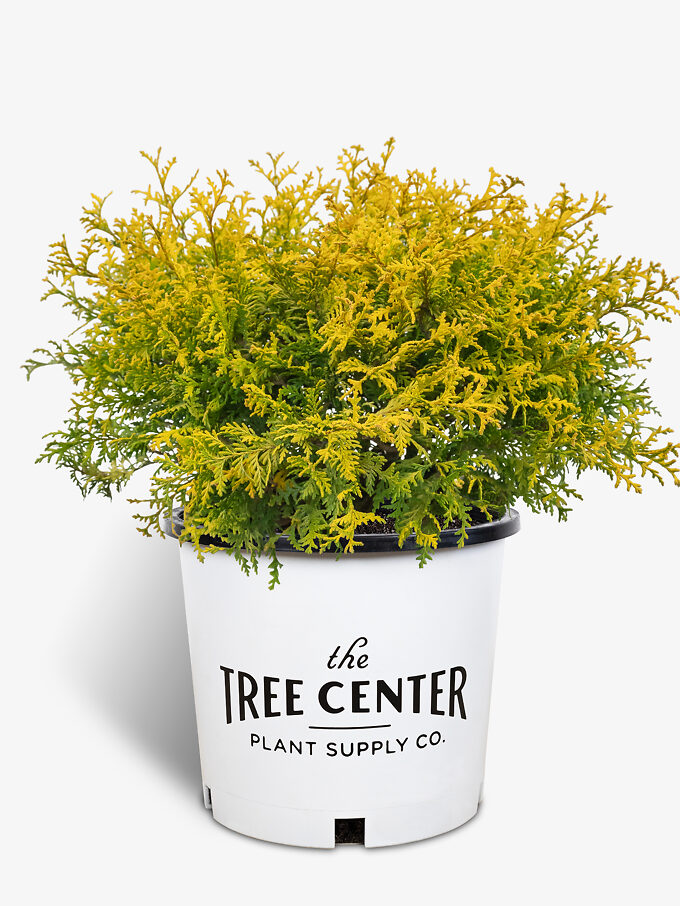 Cypress Trees For Sale Online The Tree Center