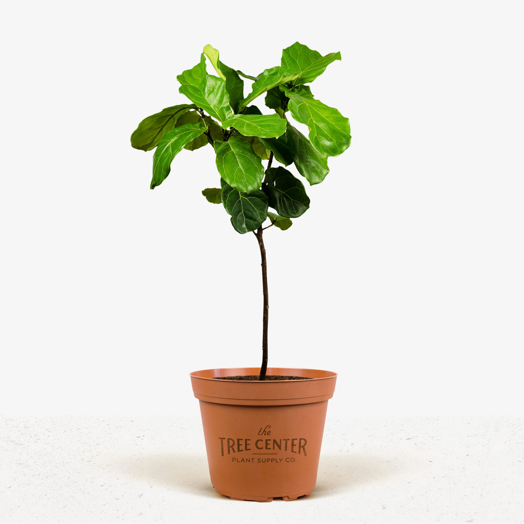 Fiddle Leaf Fig Tree For Sale Buy FiddleLeaf Figs (Ficus Lyrata)