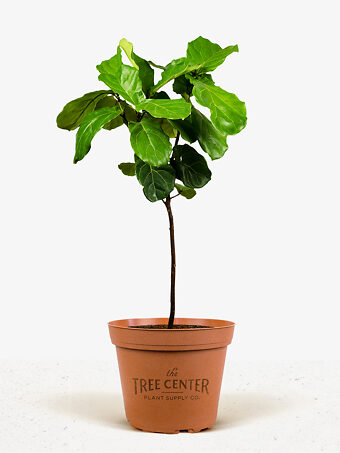 Fiddle Leaf Fig Tree