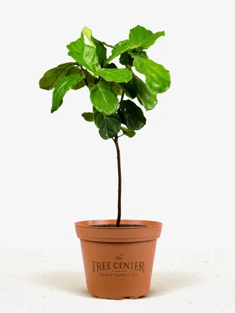 Fiddle Leaf Fig Tree