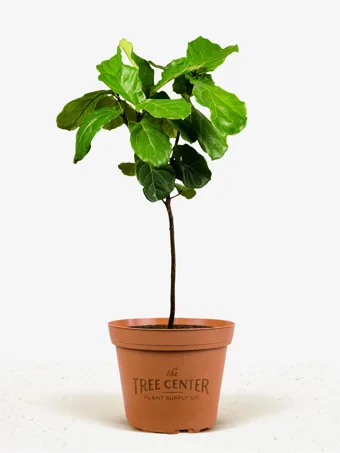 Fiddle Leaf Fig Tree