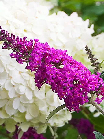 Miss Ruby Butterfly Bush