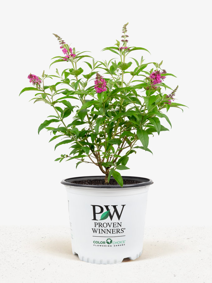 Royal Red Butterfly Bush For Sale The Tree Center