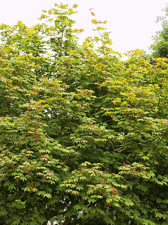 Japanese Vine Maple
