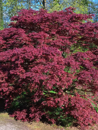 Ribbon Leaf Japanese Maple