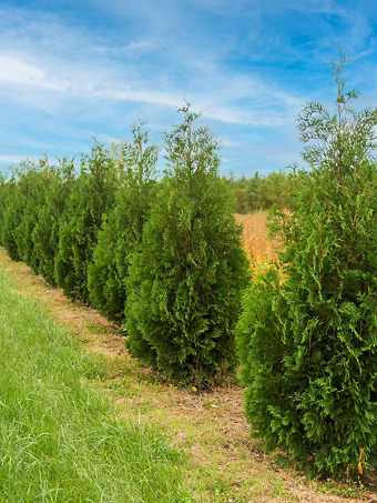 Techny Arborvitae