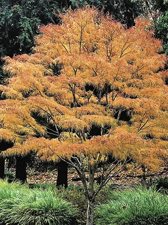 Koto No Ito Japanese Maple