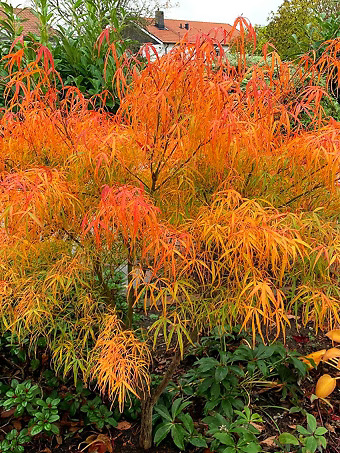 Koto No Ito Japanese Maple
