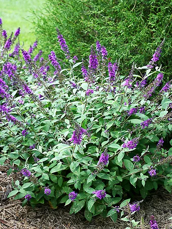 Lo & Behold® Blue Chip Jr. Butterfly Bush