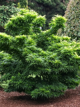 Mikawa Yatsubusa Japanese Maple