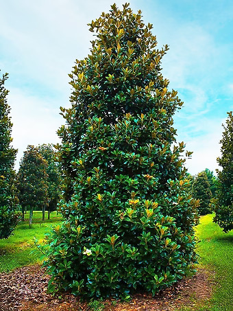 Claudia Wannamaker Southern Magnolia
