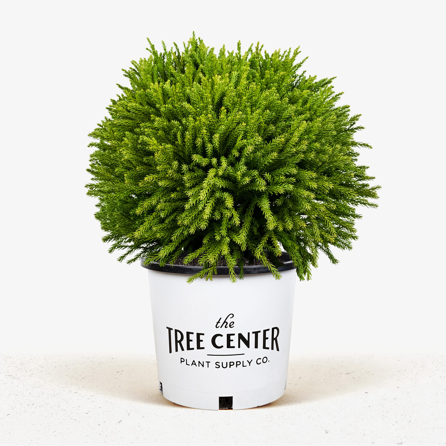 Dwarf Globe Japanese Cedar Trees For Sale | The Tree Center