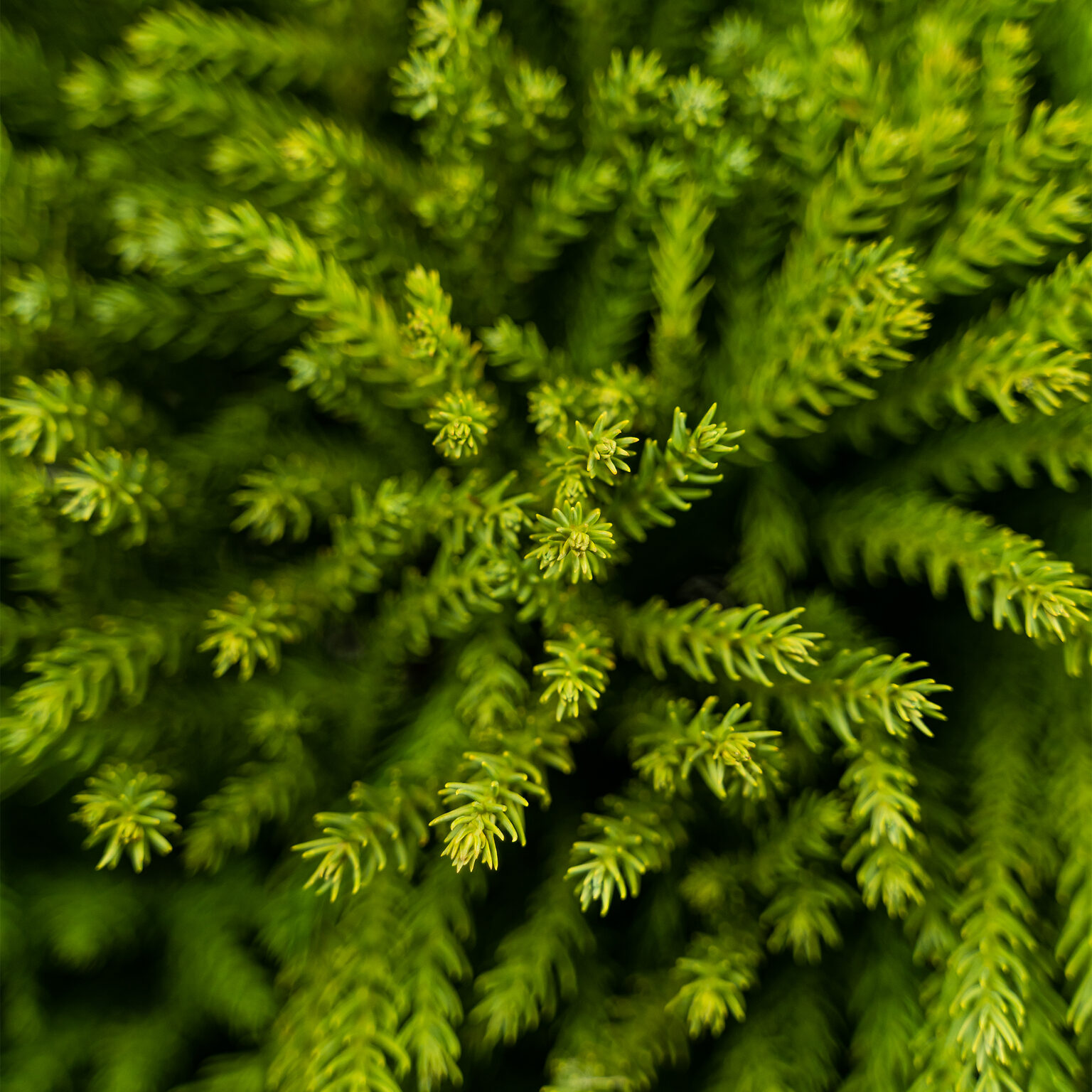 Dwarf Globe Japanese Cedar Trees For Sale | The Tree Center