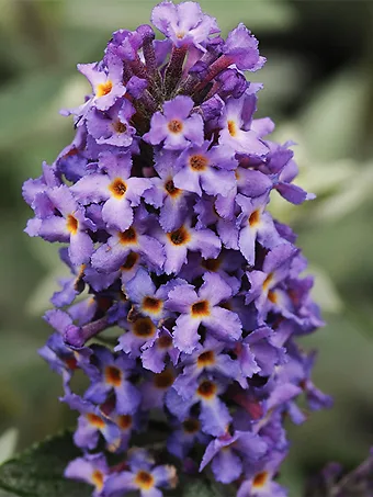 Flutterby Petite® Blue Heaven Butterfly Bush