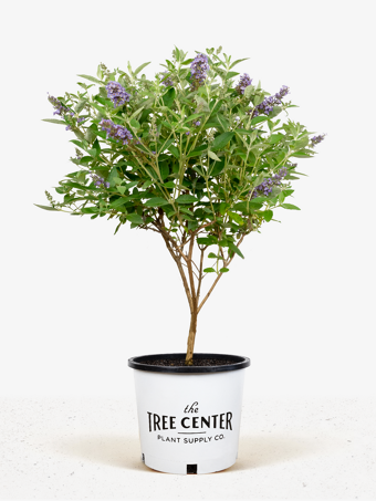 Flutterby Petite® Blue Heaven Butterfly Bush