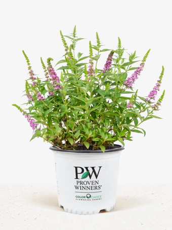 Lo & Behold® Pink Micro Chip Butterfly Bush