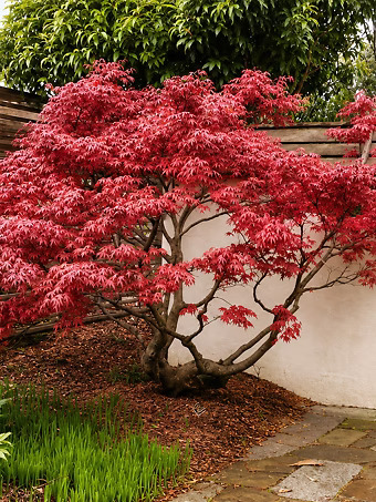 Oregon Sunset Japanese Maple