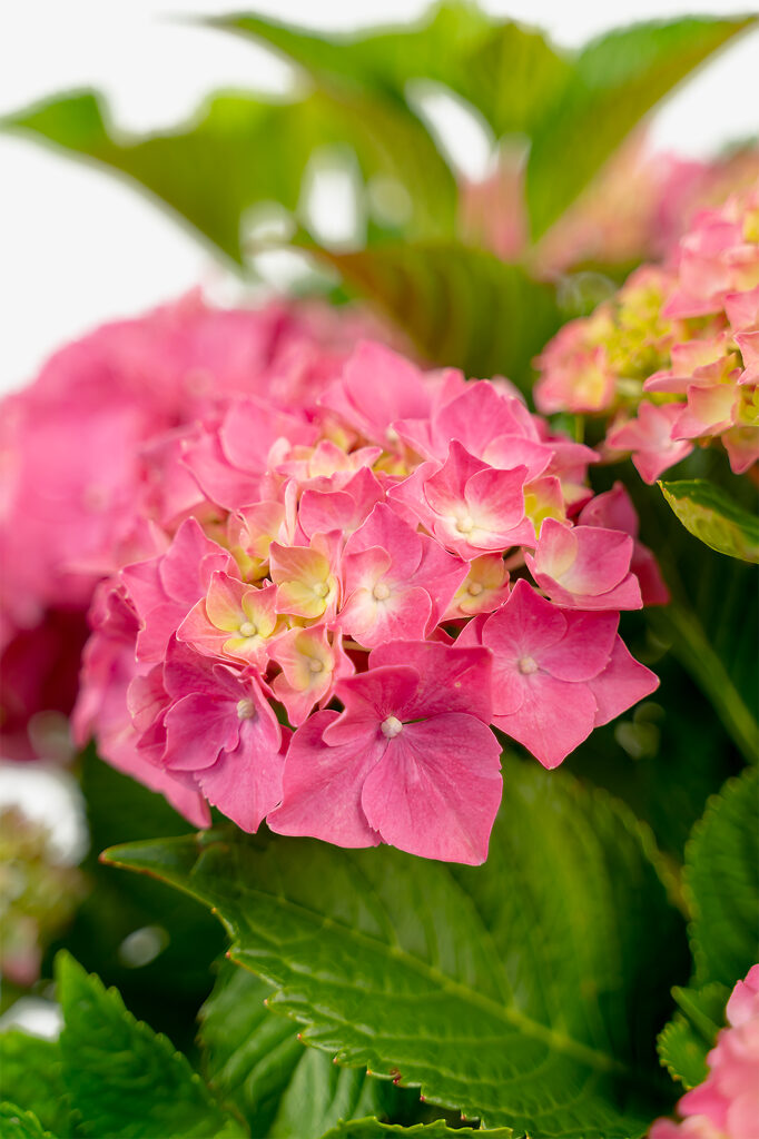 Red Sensation Hydrangeas For Sale Online The Tree Center