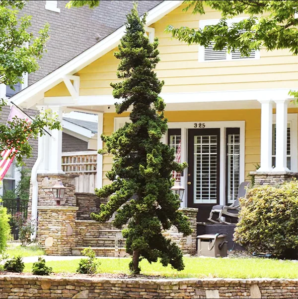 Dwarf False Cypress Shrub