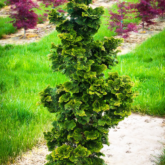 slender hinoki cypress tree slender hinoki cypress tree