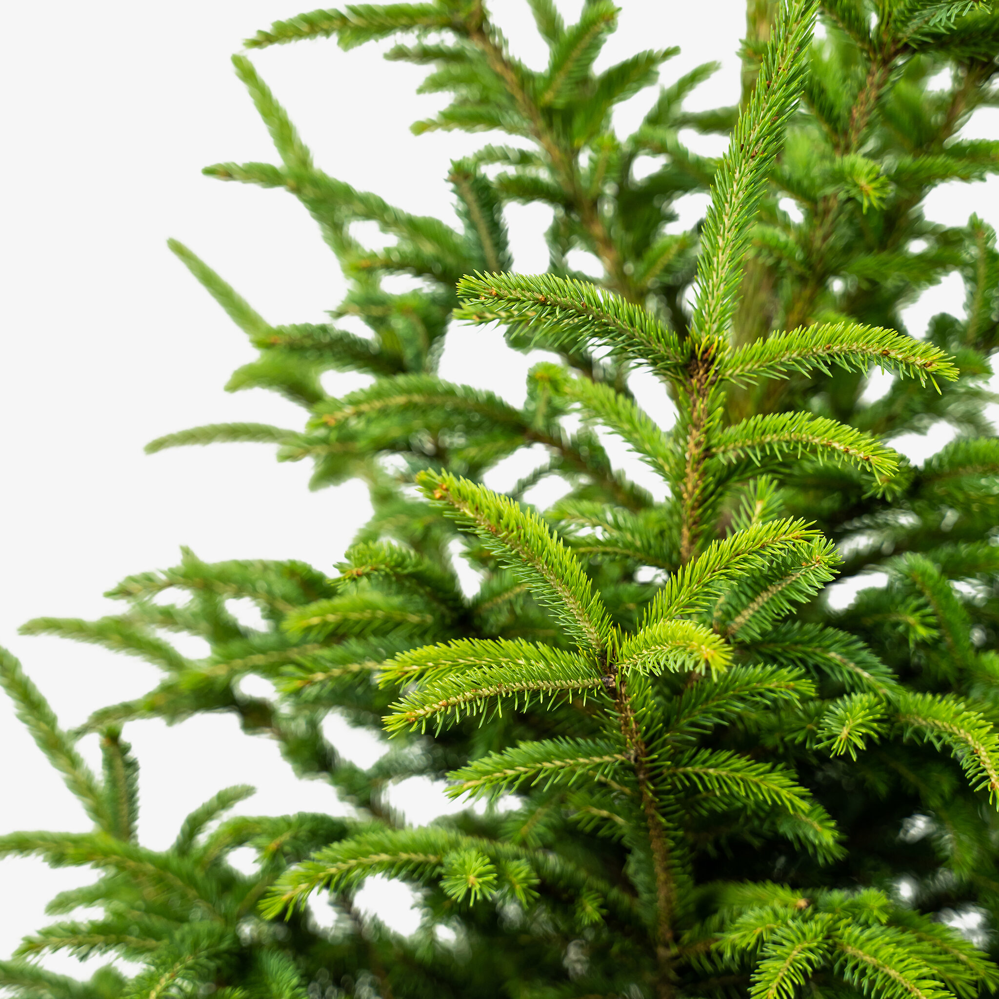 Black Hills Spruce Trees For Sale | The Tree Center