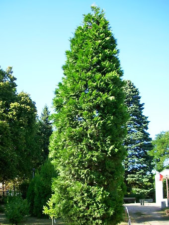 California Incense Cedar