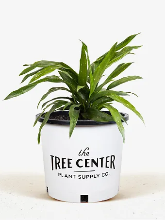 Cast Iron Plant