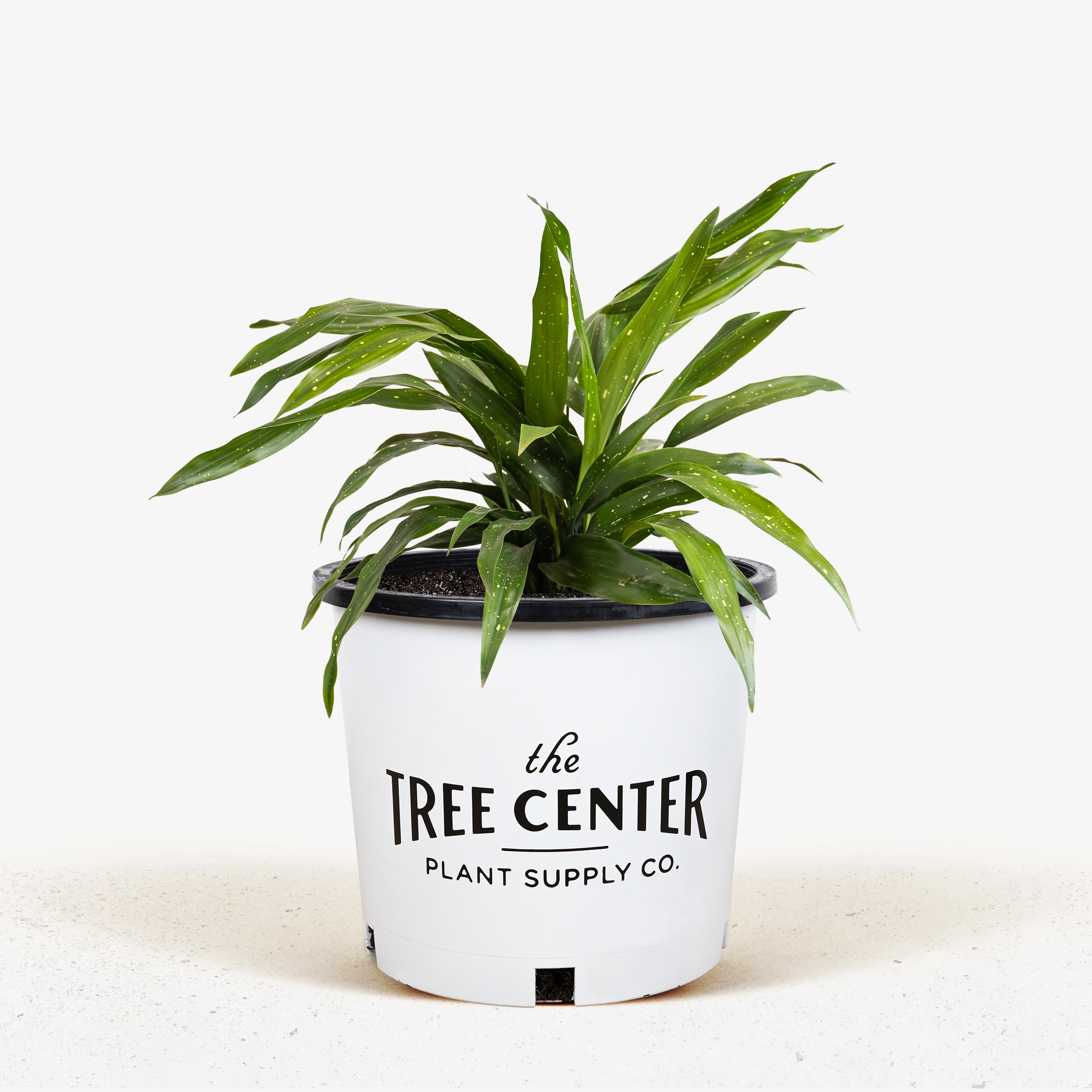 Cast Iron Plants For Sale Online The Tree Center