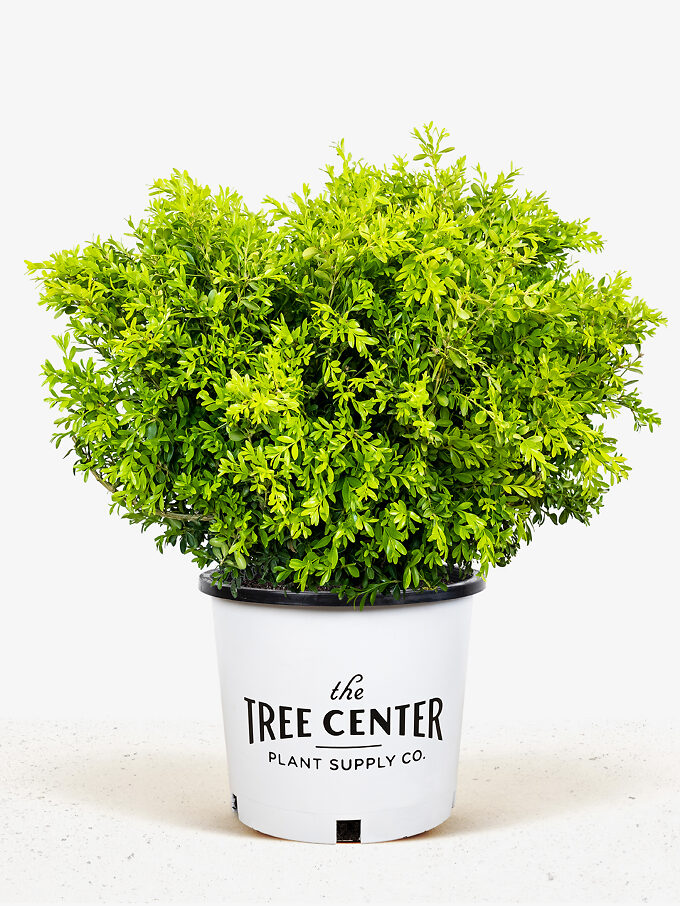 Buy Boxwood Shrubs Online Boxwood Shrubs For Sale The Tree Center