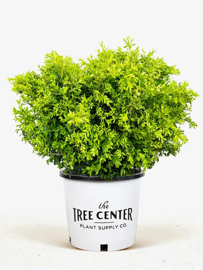 Boxwood Shrubs For Sale Online The Tree Center