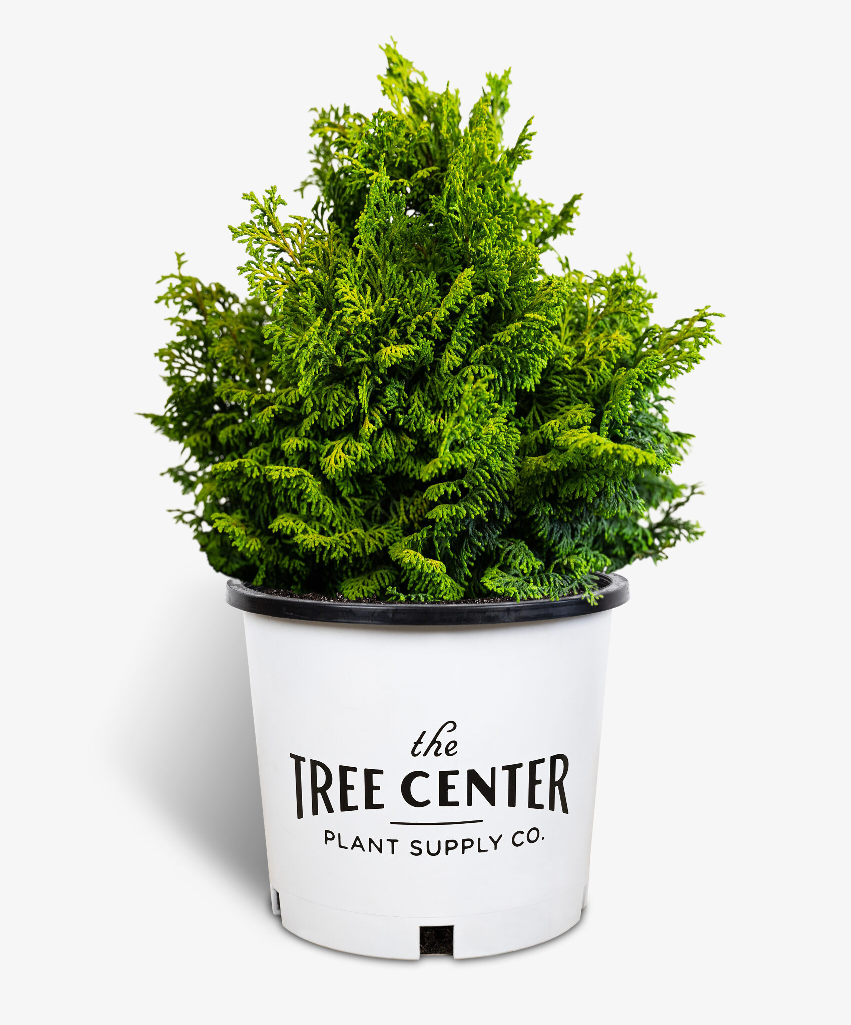 Koster's Hinoki Cypress Trees For Sale Online The Tree Center