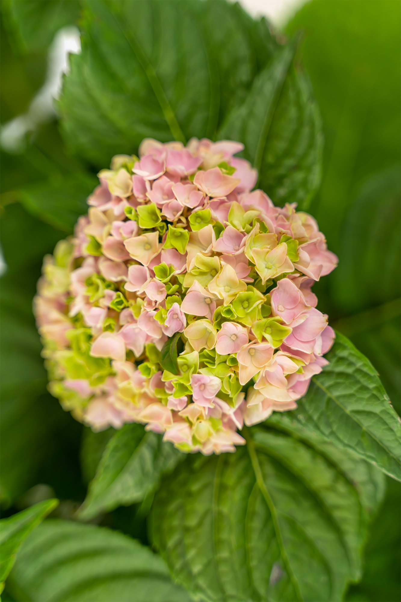 Penny Mac Hydrangea For Sale The Tree Center