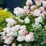 phantom hydrangea tree pruning Thumbnail 0