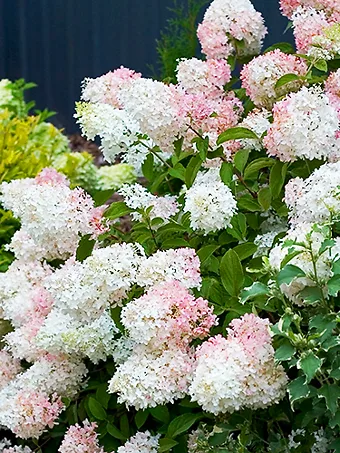 Phantom Hydrangea