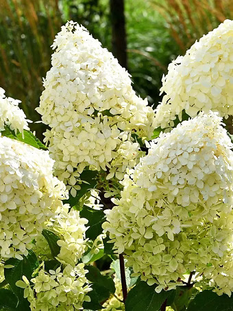 Phantom Hydrangea