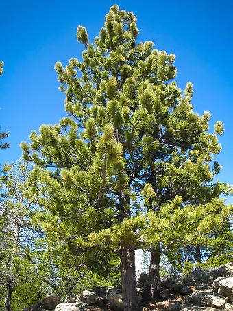 Ponderosa Pine