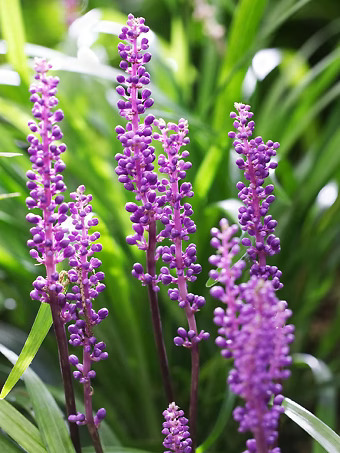 Royal Purple Liriope