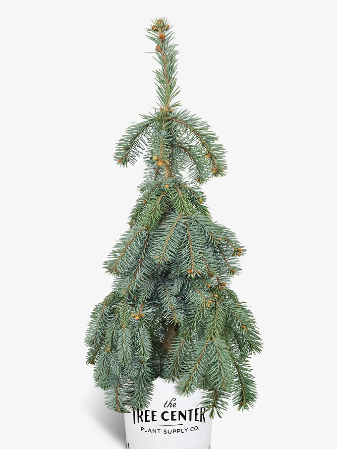 Buy Spruce Trees Online Spruce Trees for Sale The Tree Center
