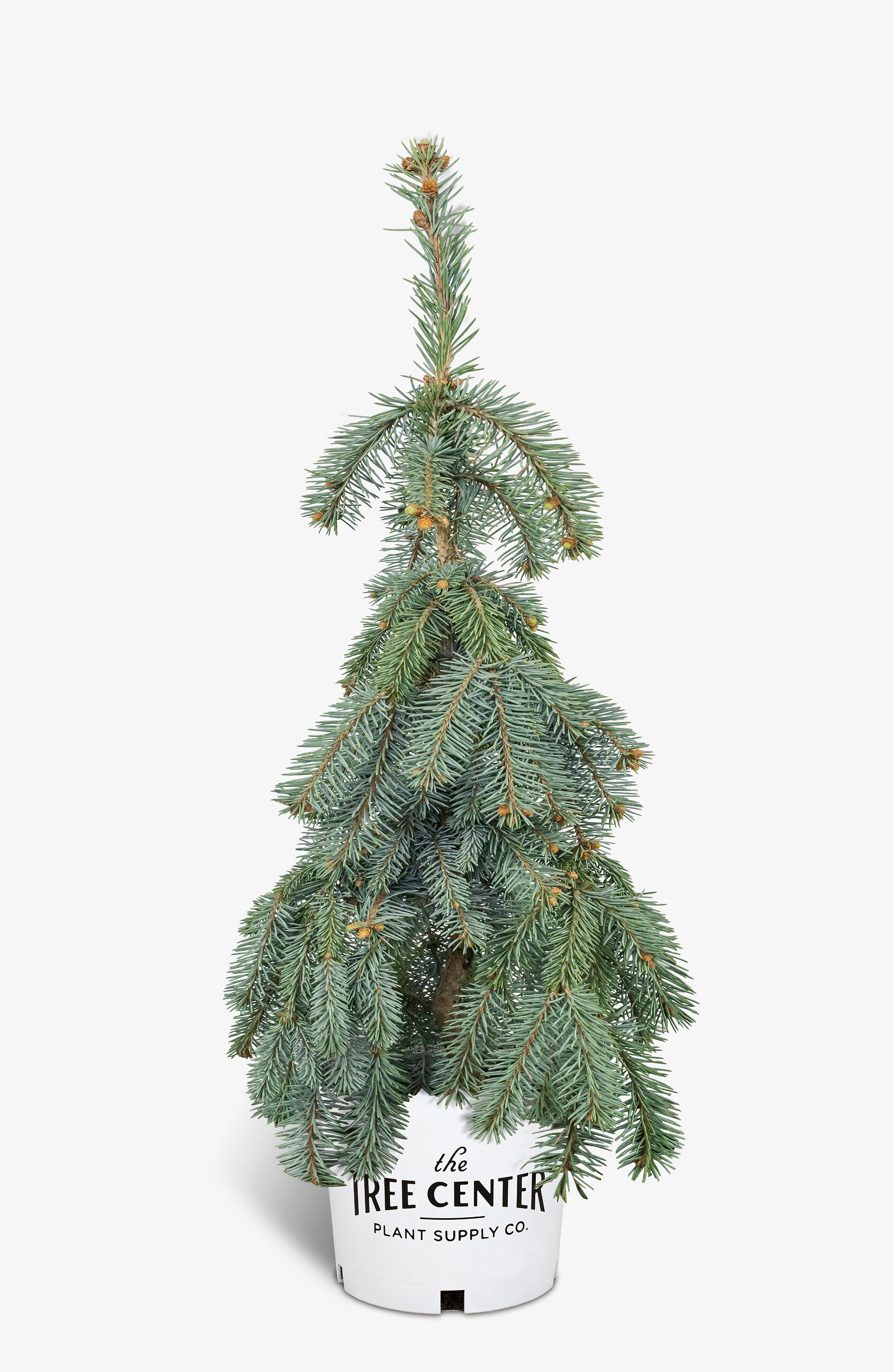 The Blues Weeping Colorado Spruce Trees For Sale The Tree Center