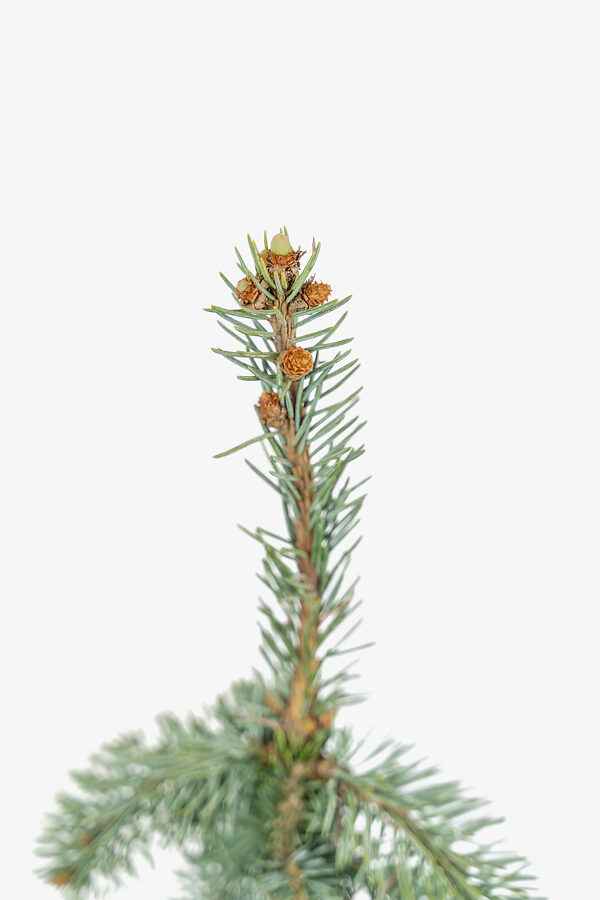 The Blues Weeping Colorado Spruce Trees For Sale The Tree Center