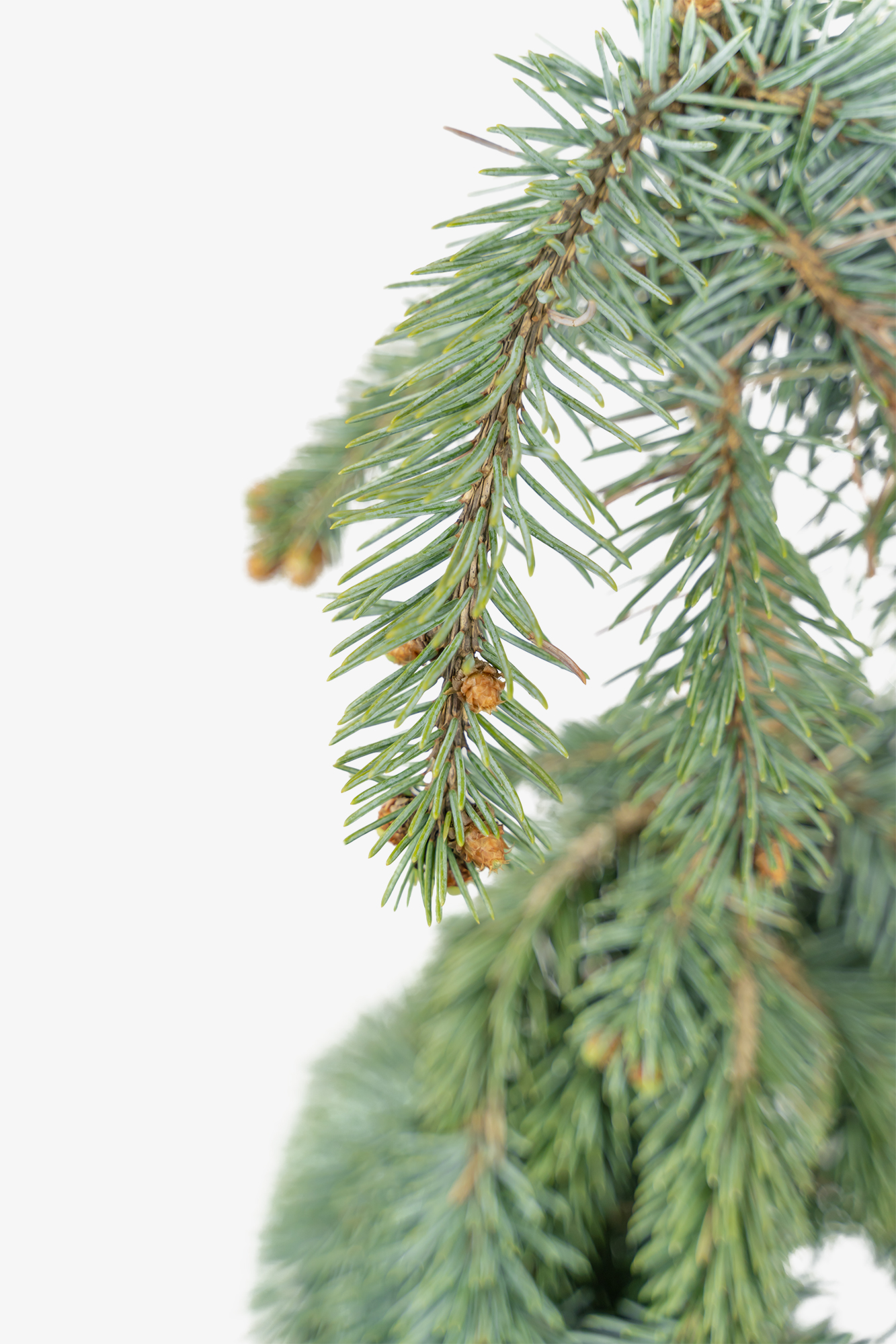 The Blues Weeping Colorado Spruce Trees For Sale The Tree Center