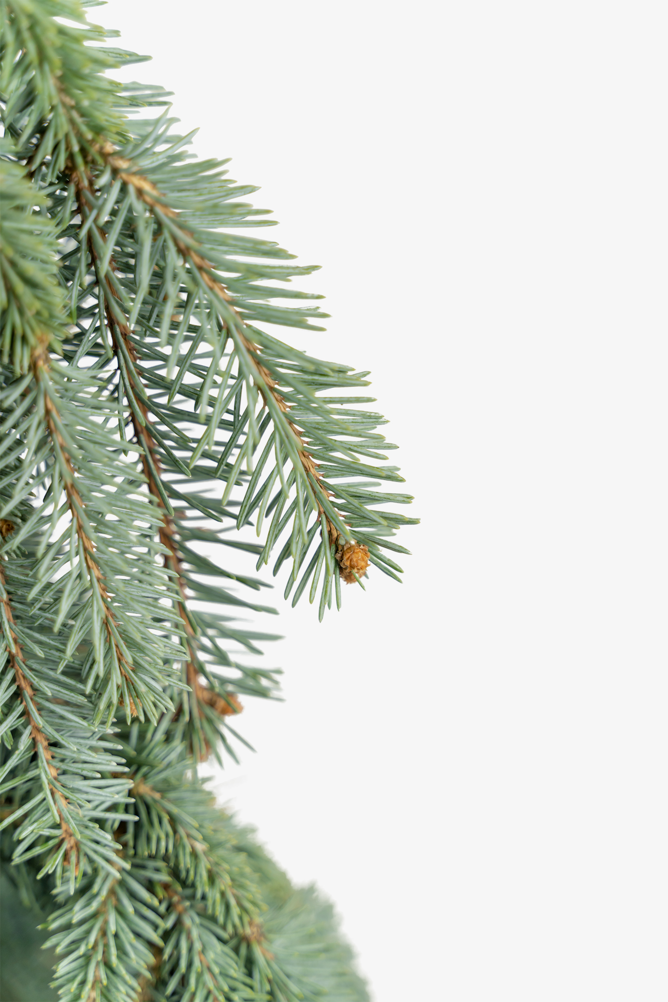 The Blues Weeping Colorado Spruce Trees For Sale The Tree Center