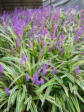 Variegated Liriope