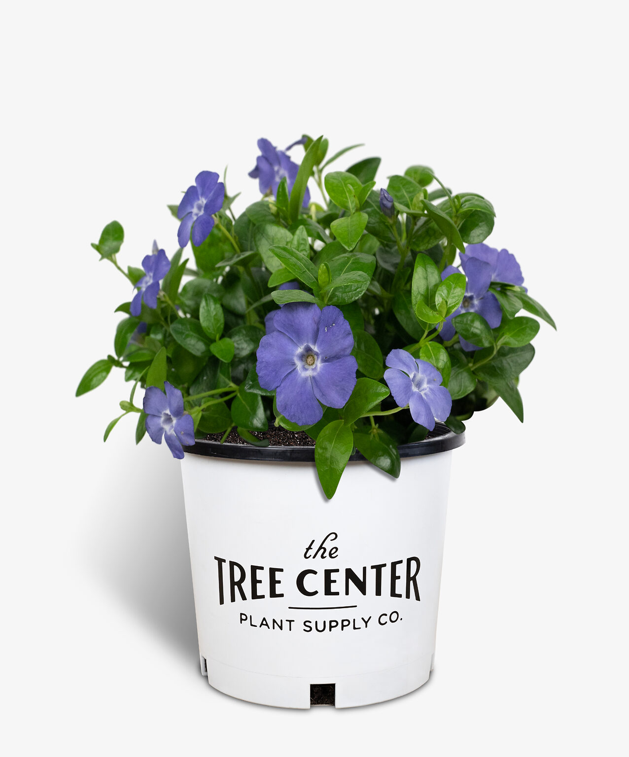 Vinca Minor "Bowles" Periwinkle Plants For Sale The Tree Center