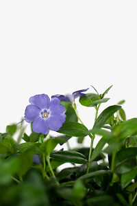 vinca periwinkle bowles